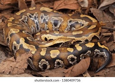 Image result for Red-tailed Python