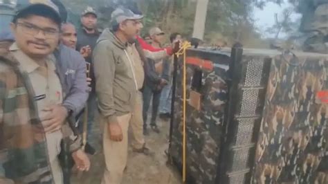 Tigress Zeenat tranquilized in West Bengal forest, to be brought to ...