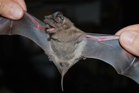 Image result for Using a Bat