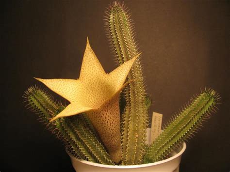 Tavaresia barklyi - agaclar.net