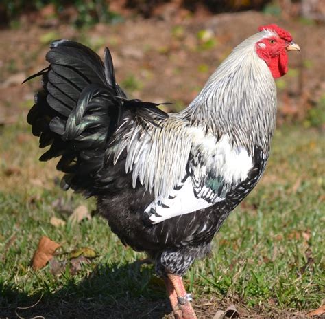Silver Laced Wyandottes: Original Variety of Wyandotte Chickens