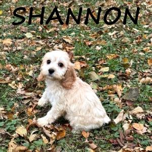 Buff Tri Cockapoo 的图像结果