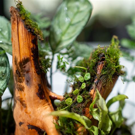 The Woods Terrarium- Large – bytheleaf