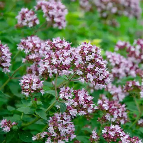 Buy Oregano Herb Plant I Origanum Vulgare Online at Nursery Nisarga