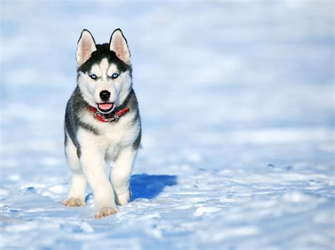 Siberian Husky Dog - Complete Guide & Facts - Animal Corner