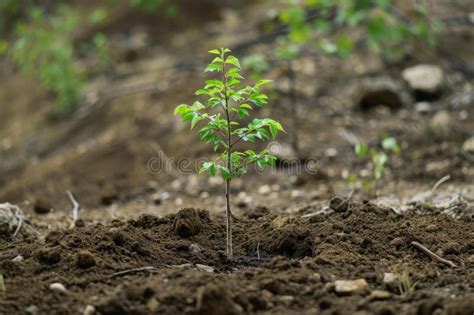 Image result for Life Tree Sapling