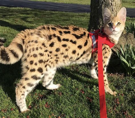 Savannah Cat For Sale: How to find a reputable & ethical breeder.