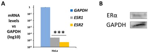 Estradiol and Estrone Have Different Biological Functions to Induce NF ...
