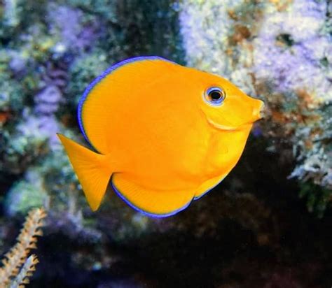 Fish Swimming 的图像结果