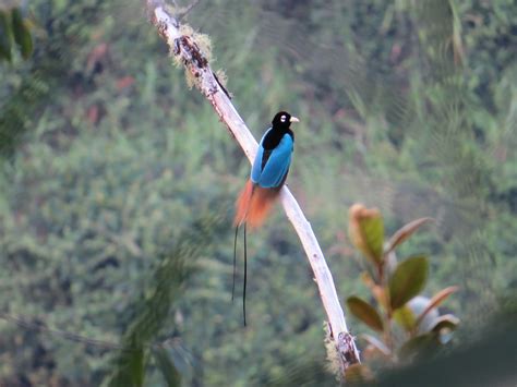 Blue Bird Of Paradise Animal