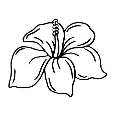 Premium Vector | Hibiscus flower outline. hibiscus line art vector ...