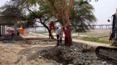 Delhi: नीतिगत सीमाएं भी ट्रांसप्लांटेड पेड़ों के अस्तित्व को पहुंचा रही ...