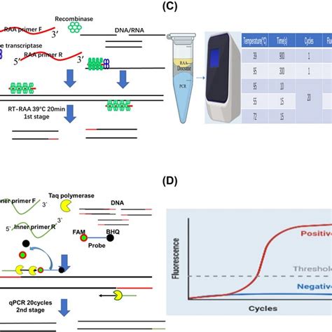 Image result for Reverse Transcriptase PCR Steps