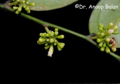 Gomphandra tetrandra (Wall.) Sleumer | Plants of the World Online | Kew ...