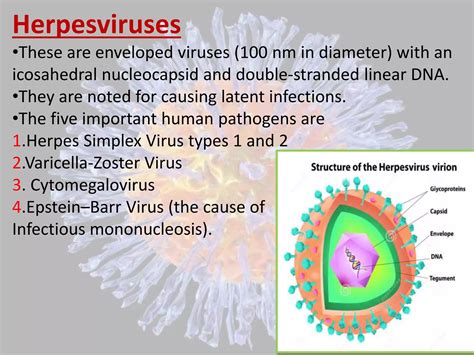 Herpes virus infections copy | PPTX