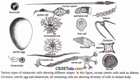 Cell Type 的图像结果