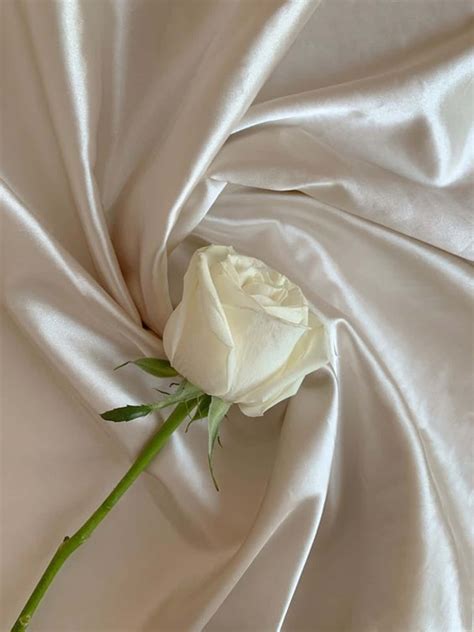 Download Minimalist White Rose Aesthetic With Twisted Fabric Wallpaper ...