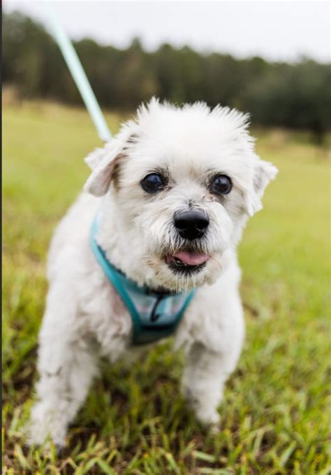 Petsmart Adoption Day 11:30AM-2PM, PetSmart (Winter Garden, FL), 16 ...