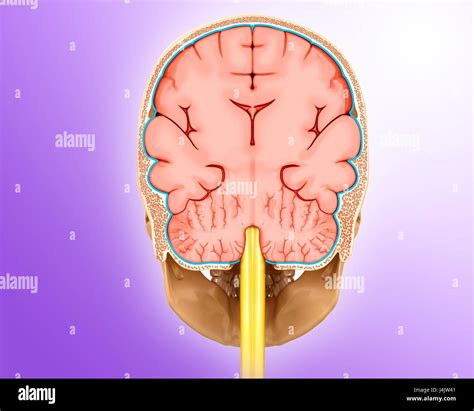 Coronal section hi-res stock photography and images - Alamy
