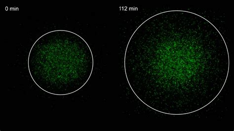 Code Python for Bacteria Movement 的图像结果