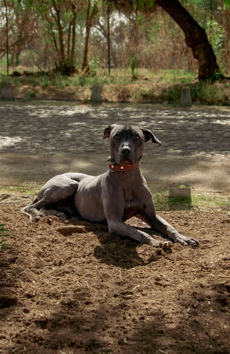 Dog+Knot+Pull+Out+Compilation Photos, Download The BEST Free Dog+Knot ...