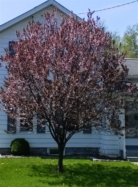 Flowering Plum Tree 的图像结果