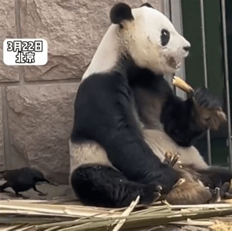 全球唯一圈养棕色大熊猫七仔被熊猫国际组织终生认养-国际环保在线