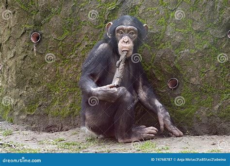 Image result for Chimpanzee Using Tools