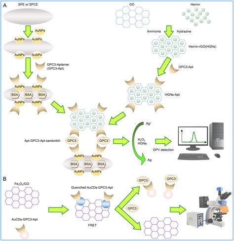 Targeting Glypican-3 for Liver Cancer Therapy: Clinical Applications ...
