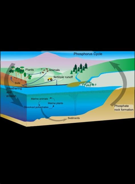 what do you mean by phosphorous cycle explain it with the help of ...