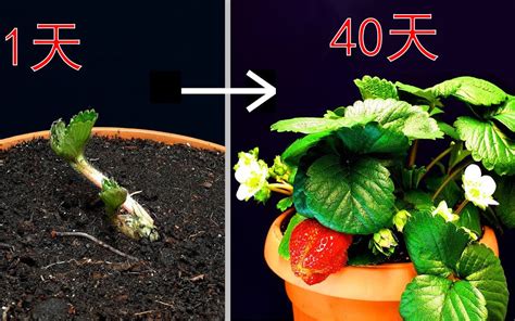 草莓成长记，从种子到结果，需要多久？