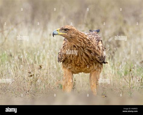 Spanish Imperial Eagle - Aquila adalberti - immature Stock Photo - Alamy