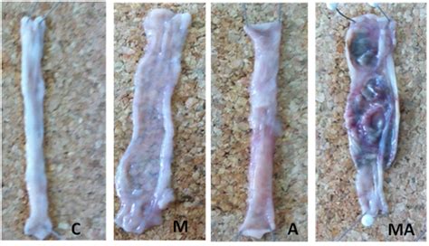 Fig. 1: Effect of high methionine diet and/or acetic acid on rat ...