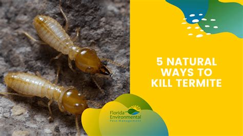What Kills Termites Instantly