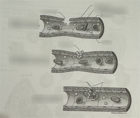 Process of Blood Clotting 的图像结果