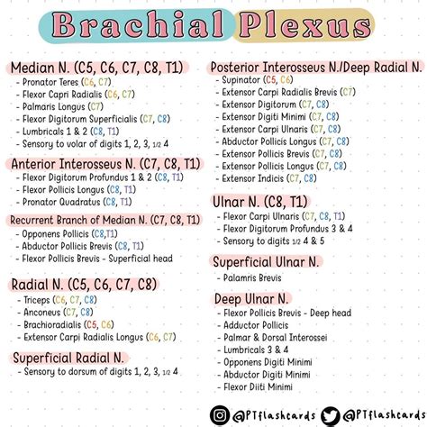 Brachial Plexus Mnemonic