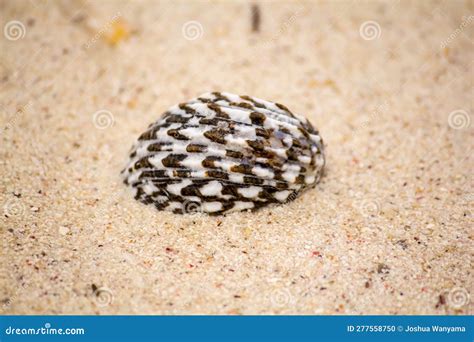 Image result for Striped Shell