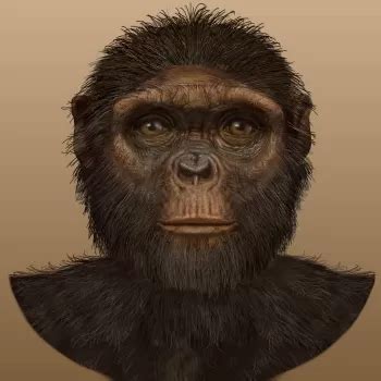 Image result for Ardipithecus Ramidus Fossils
