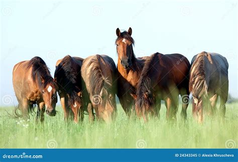Group of horses in field stock image. Image of horse - 24343345