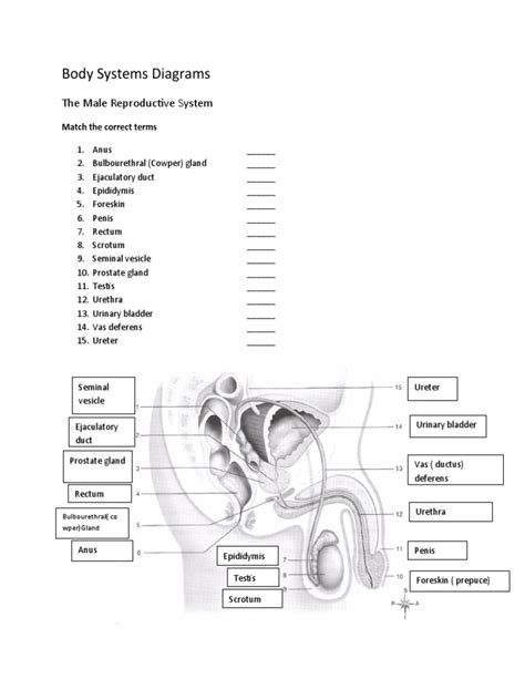 Labelled - Diagram - Male - Reproductive - System | PDF