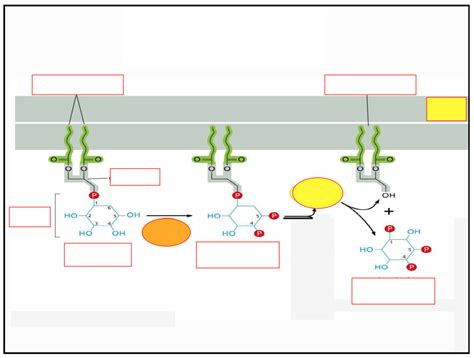 Image result for Pi PIP2 PIP3