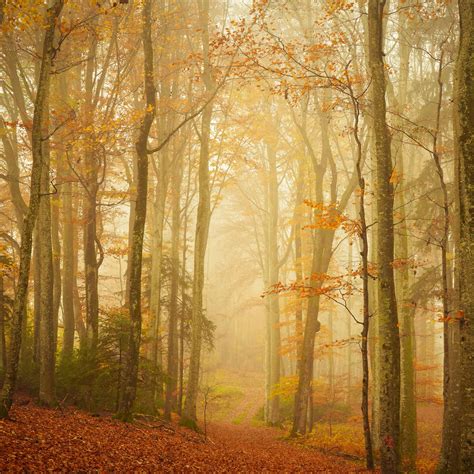 Download wallpaper 2780x2780 trail, forest, fog, trees, leaves, autumn ...