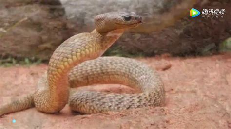 世界上十种最毒的蛇 - YouTube