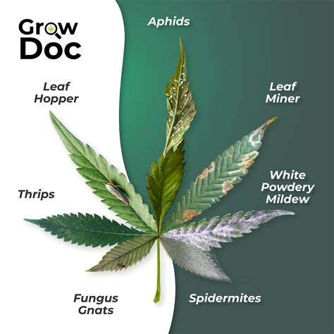 Zinc Deficiency Cannabis