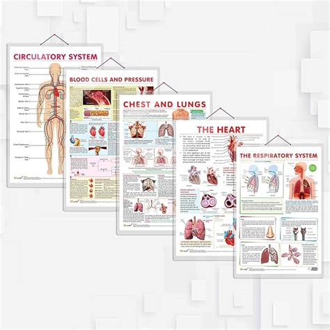 THE RESPIRATORY SYSTEM, THE HEART, CHEST AND LUNGS, BLOOD CELLS AND ...