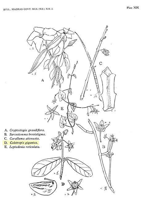 Herbarium JCB