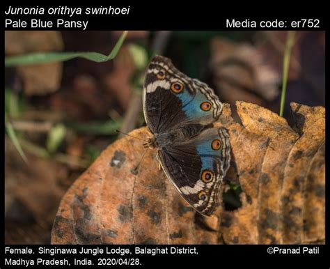 Junonia orithya | Butterfly