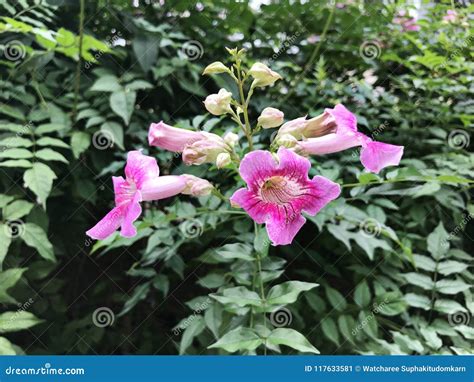 Pink Trumpet Vine or Port St.John`s Creeper or Podranea Ricasoliana or ...