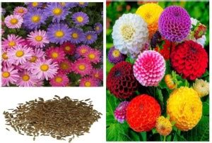 AA ENTERPRISES murmuriya, gorakhmundi, mundi, dahlia, dahil Seed Price ...