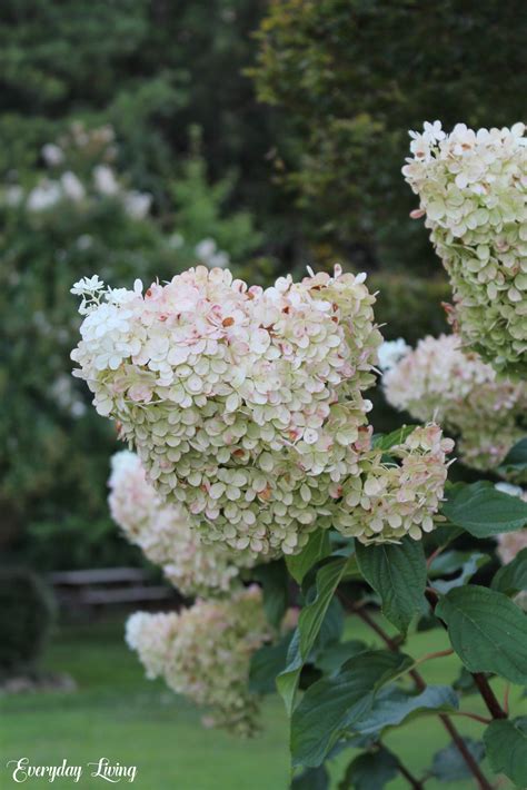 Gardening With Limelight & Vanilla Strawberry Hydrangeas